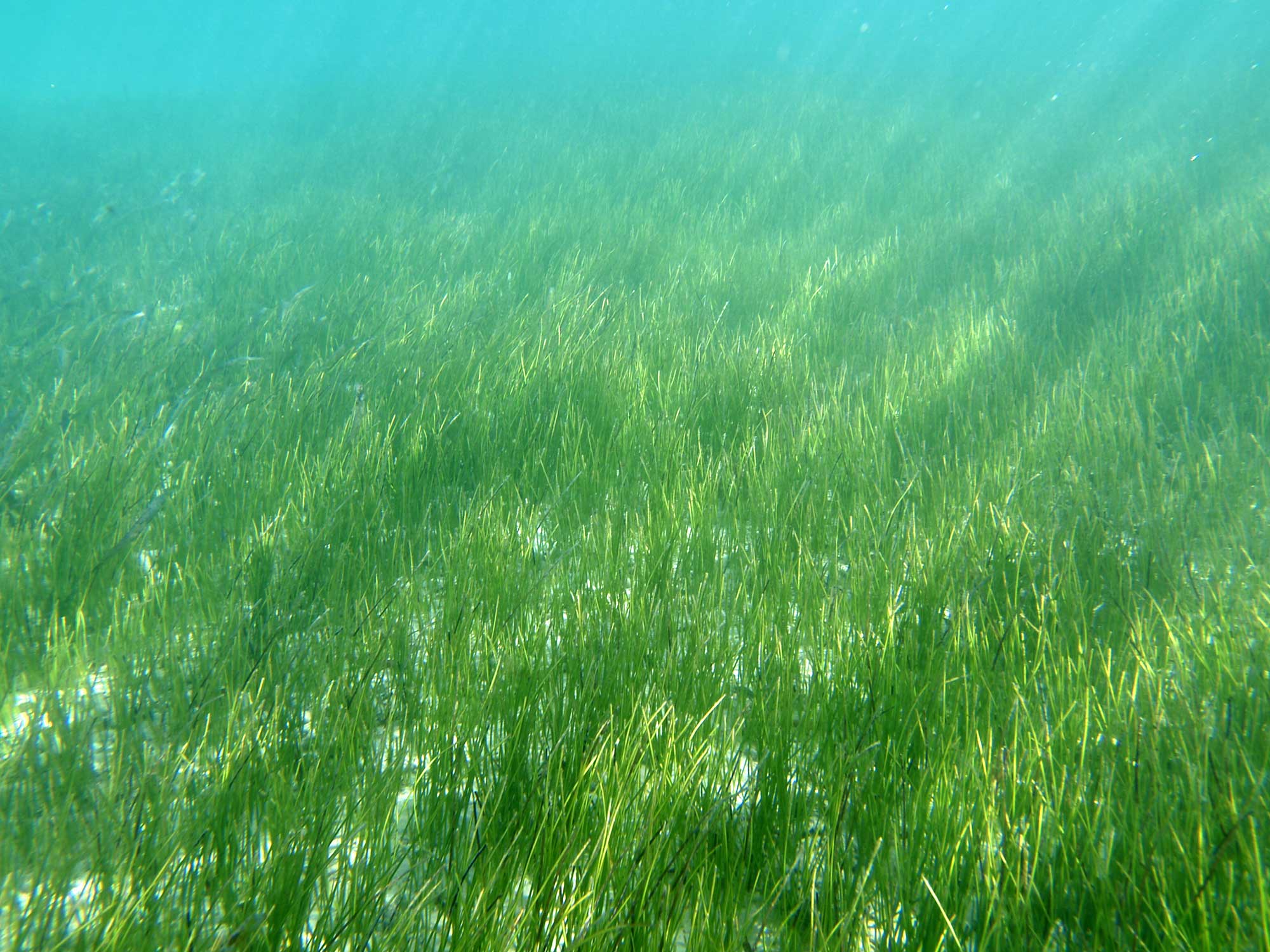 Could human pee save seagrass?
